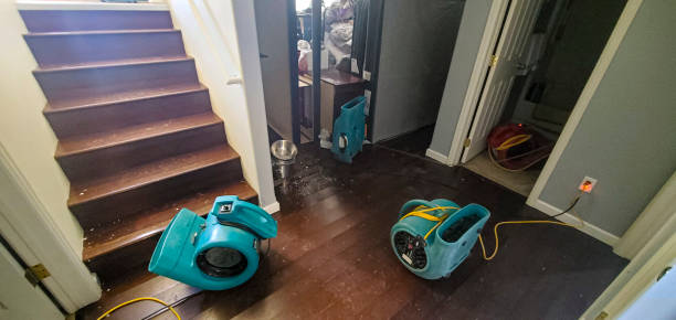 Best Local water damage restoration  in Pharr, TX