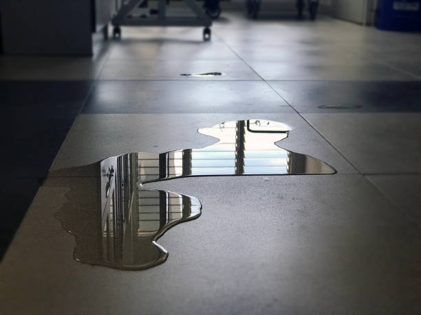 Best Professional water damage repair  in Pharr, TX