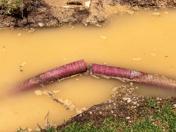 Best Flood damage cleanup  in Pharr, TX